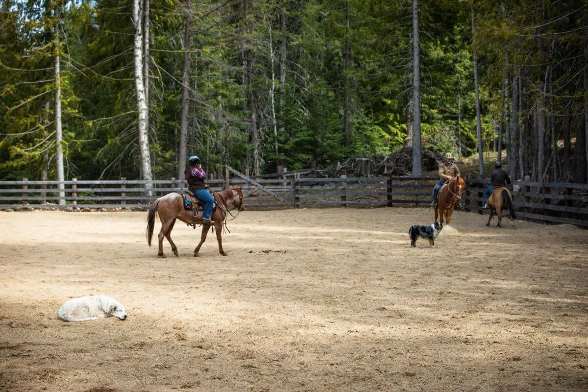 three people riding horses in an arena