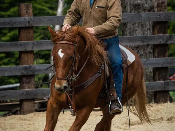 cowboy riding sorrel horse in arena at Idaho's Western Pleasure Guest Ranch