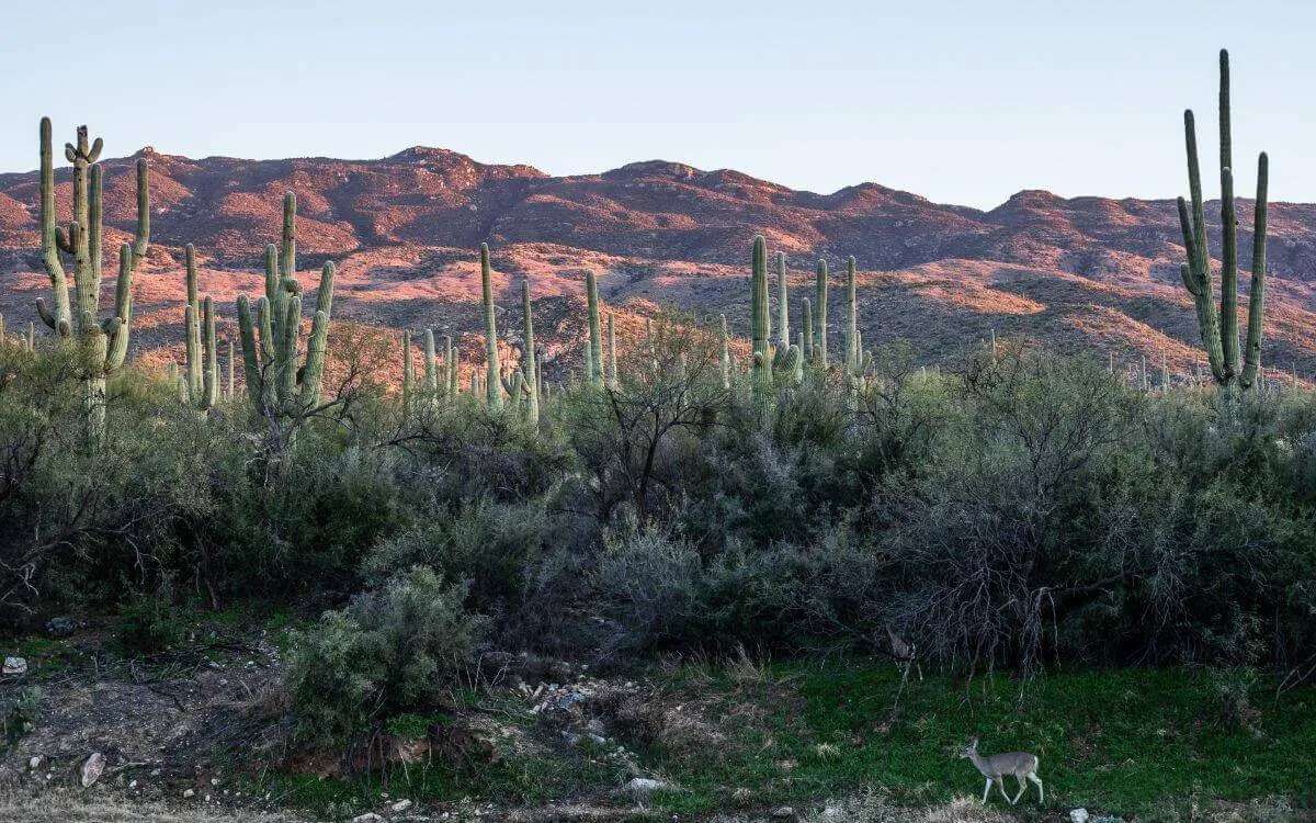 Saguaro National Forest at sunset with red mountains in the background, cactus in the middle ground and deer walking along a stream in the foreground
