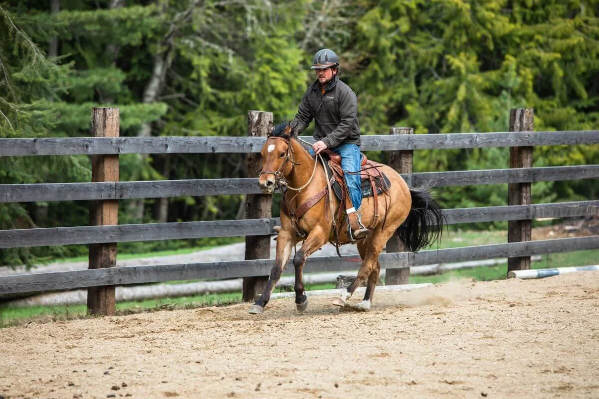 Man loping on a buckskin horse in an arena