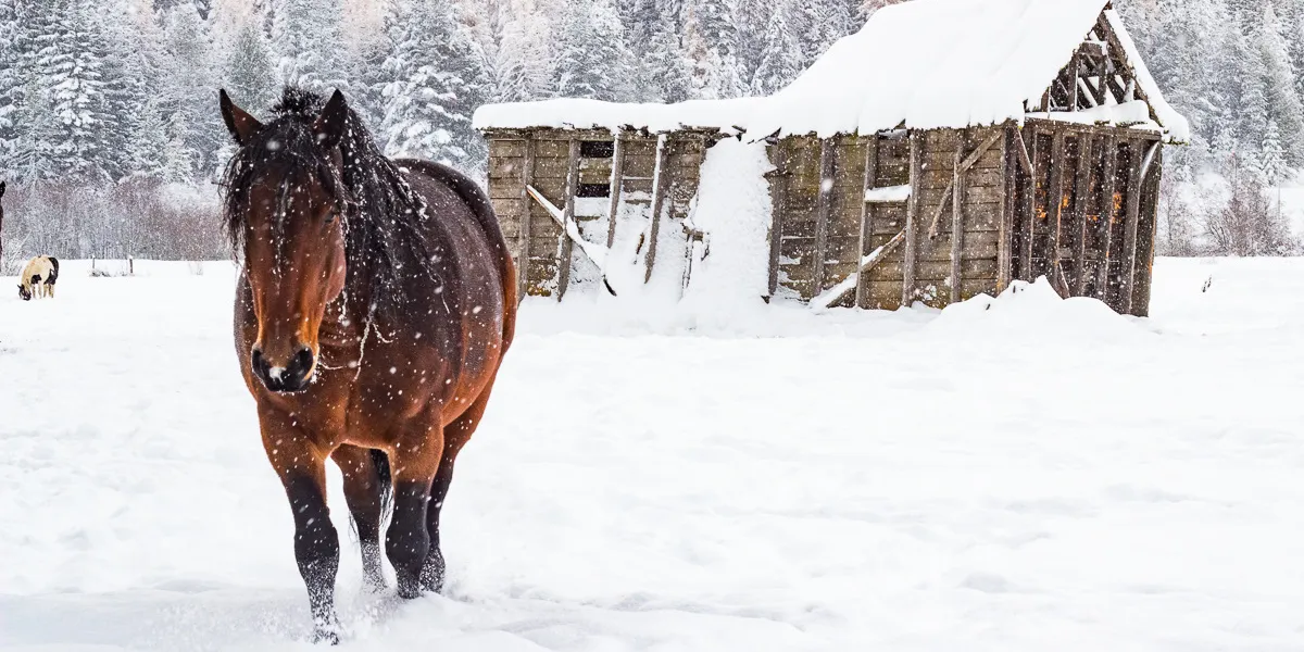 Draft horse walking through snow with old snow covered building in the background