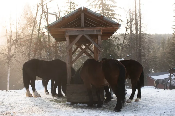 Mornings at the Ranch
