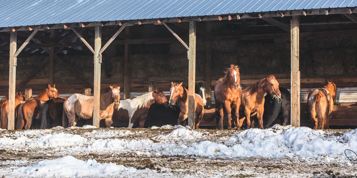 Guest Ranch in the Morning
