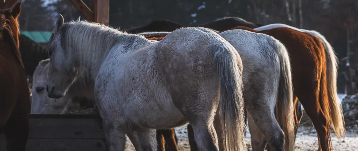 Mornings at the Ranch