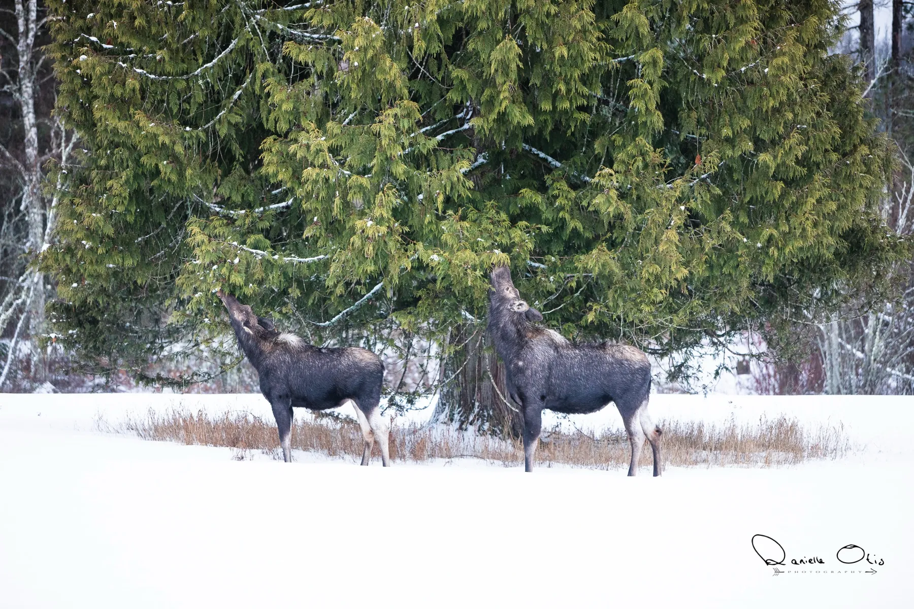Wildlife at Western Pleasure Guest Ranch