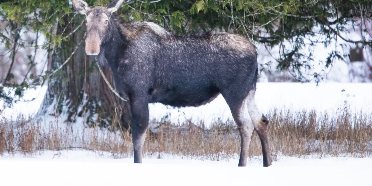 What Kind of Wildlife Will I See at the Ranch?