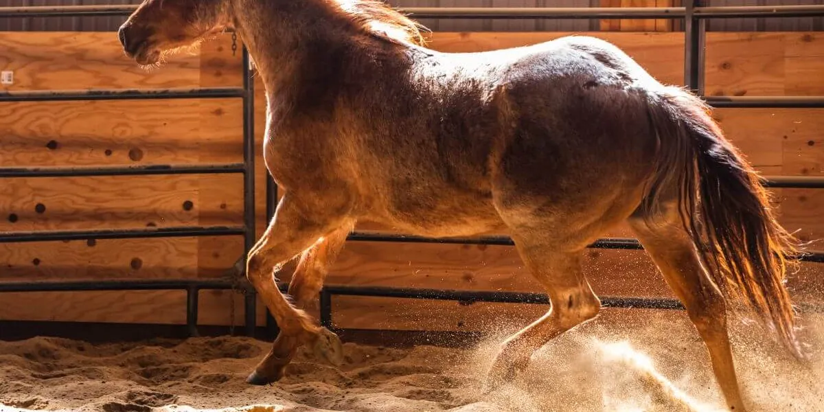 The Hulk aka Bruce, red roan quarter horse colt trotting through sand