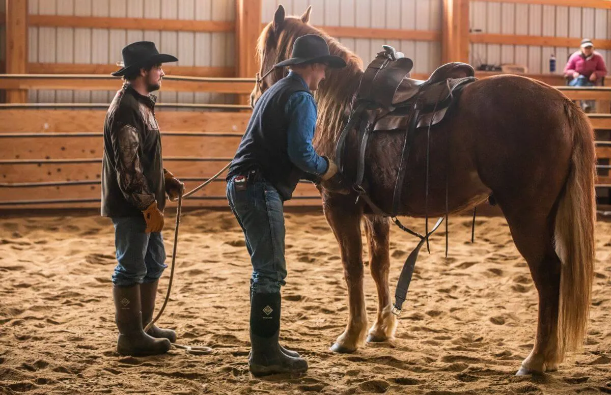 training colts quarter horse half draft
