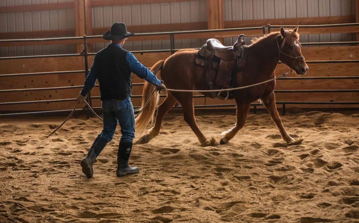 training colts quarter horse half draft