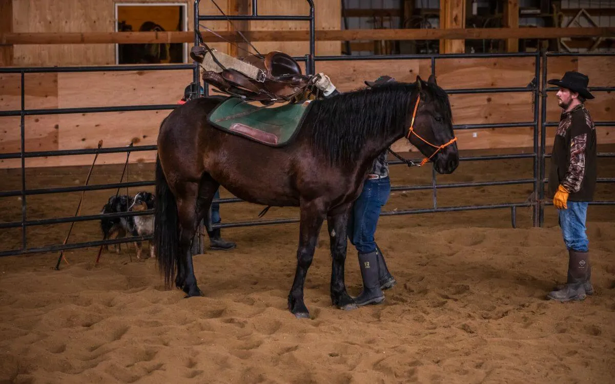 starting colts first time saddling