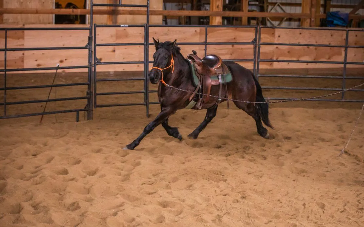 starting colts first time saddling