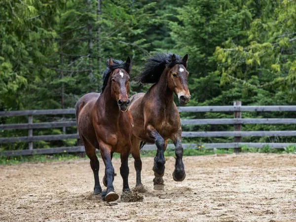 Two Bay draft horses running in a corral with evergreen trees in the background