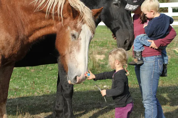 A child offers a treat to a draft horse while a parent holds a toddler