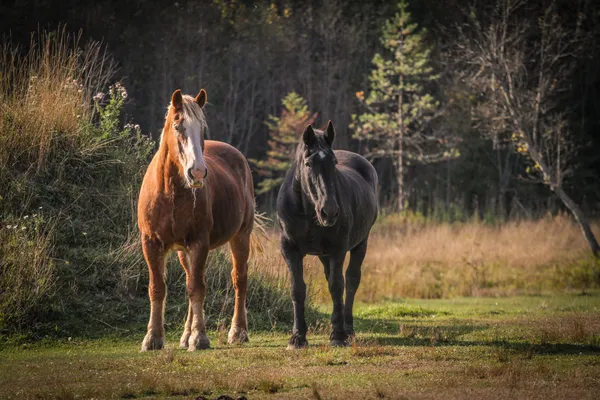Two draft horses, one sorrel and one black, standing in a clearing