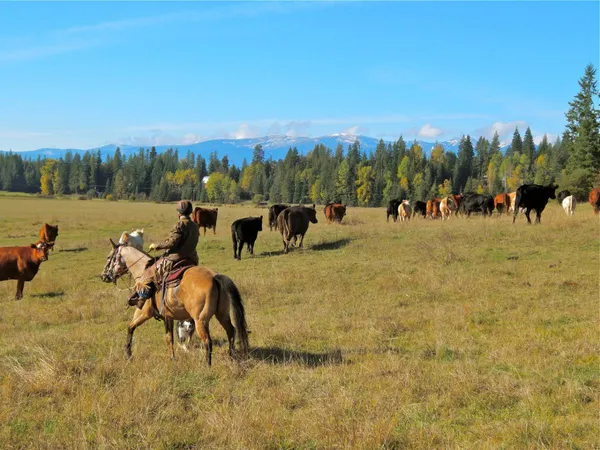 A rider on a buckskin horse moves cattle across a fall pasture
