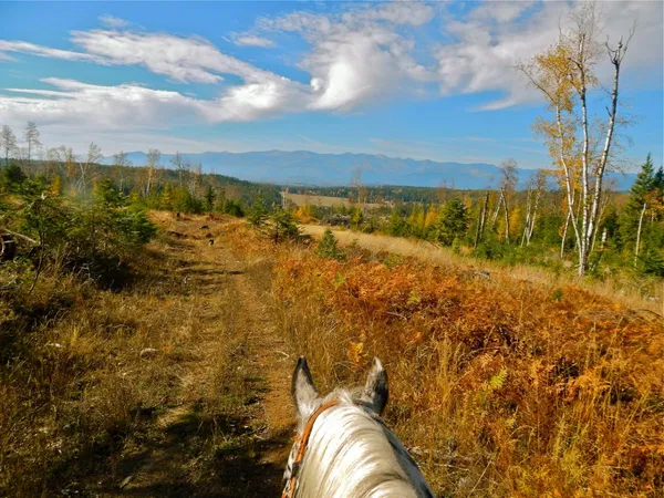 A trail through fall colors seen between a horse's ears