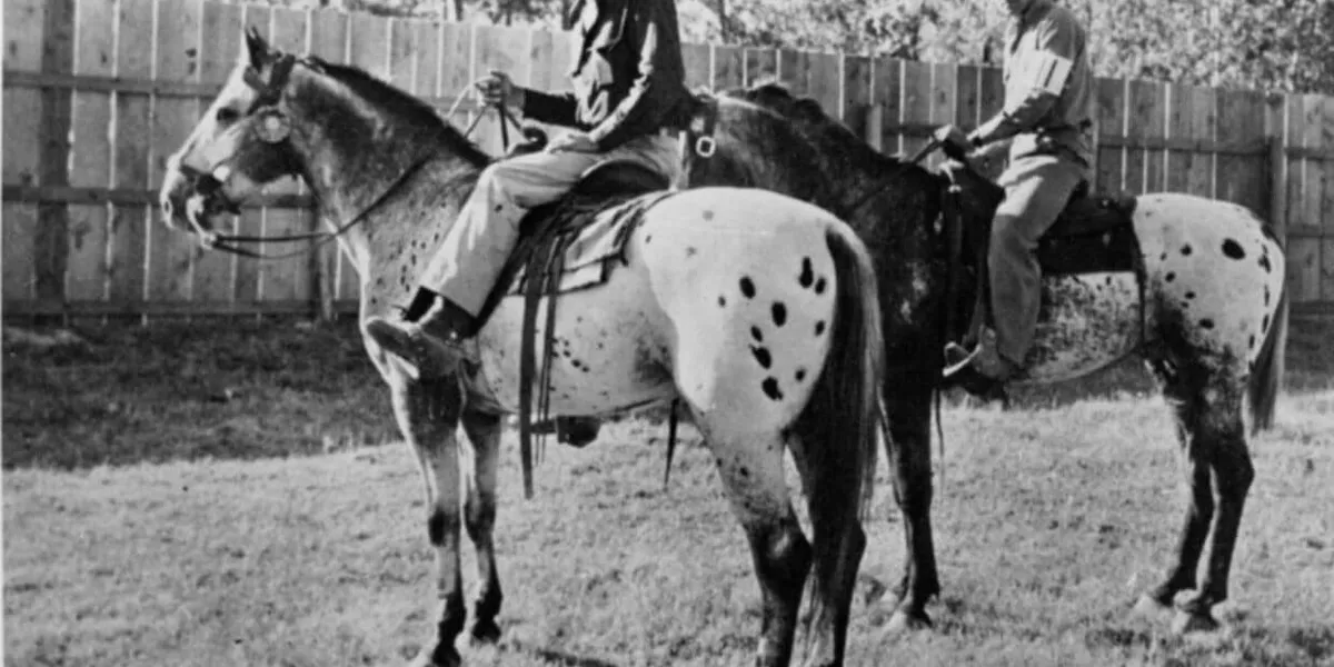 Harold Tibbs (foreground) on the foundation stallion Toby I (F-203), accompanied by George Hatley on Toby II (F-113). This rare photograph captures the first two generations of the influential Toby line, showcasing the distinct "leopard" and "blanket" patterns that Harold Tibbs spent his life championing.