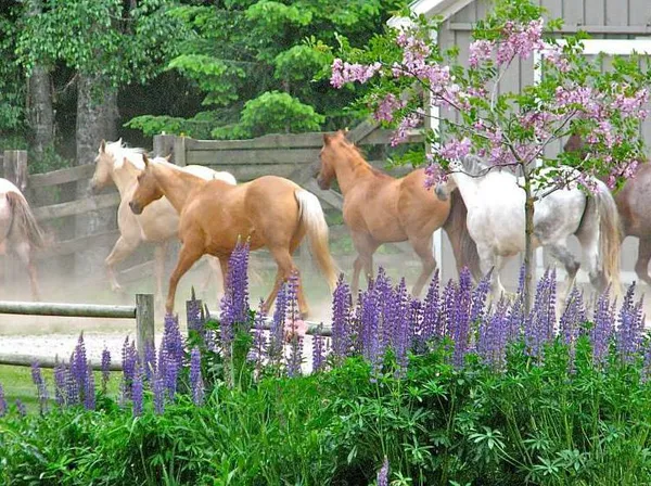 Palomino horses trotting behind purple lupine in bloom