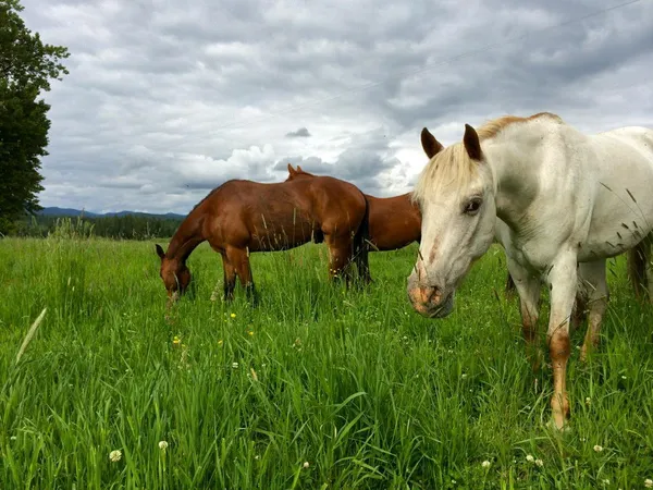 Horses grazing in tall green grass under a cloudy sky