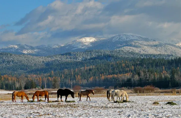 Horses grazing in a snowy pasture below the mountains