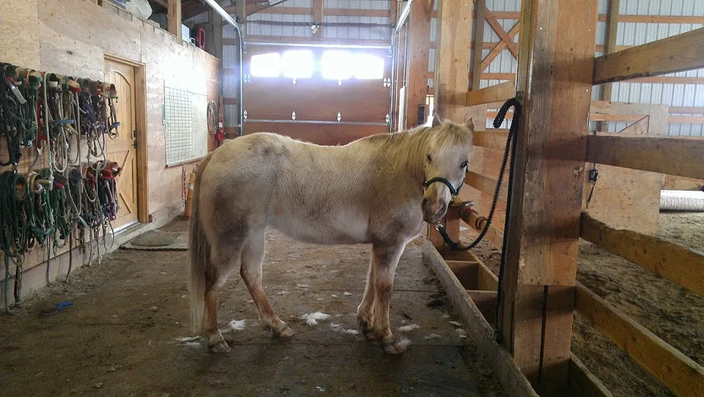 Winter Horse Therapy