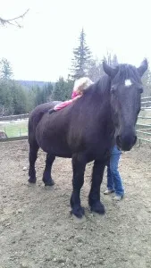 The Bigger the Horse the Bigger the Heart