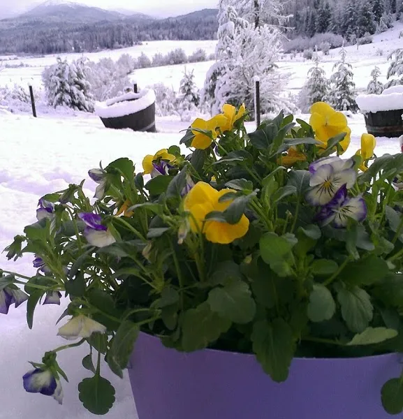 Has winter returned?