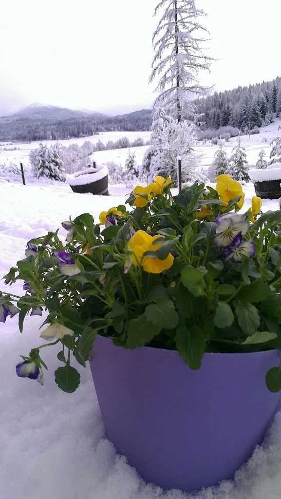 Has winter returned?