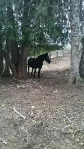 The Bigger the Horse the Bigger the Heart