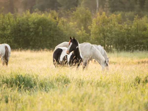 Horses in a meadow of tall green grass. A black and white paint looking up on the alert