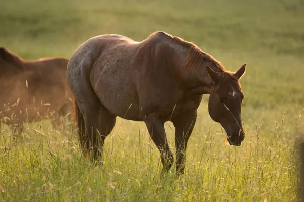 Red Roan Appaloosa walking through a grassy meadow in warm morning light