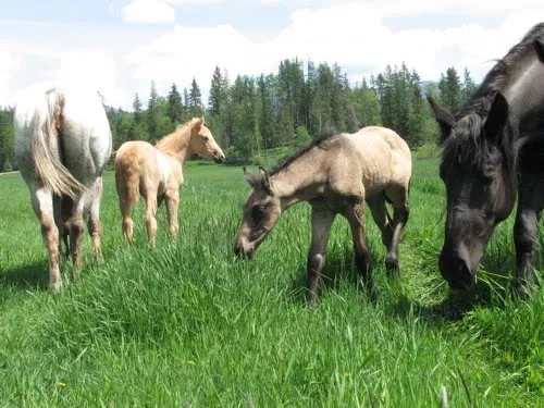 The Herd