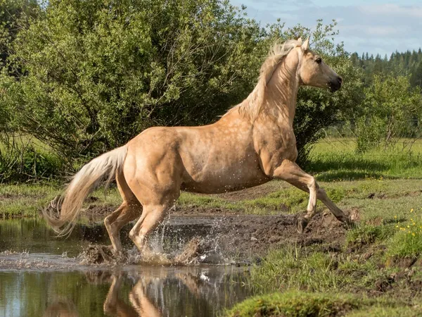 Palomino Quarter Horse Gelding jumping out of a creek onto a grassy bank