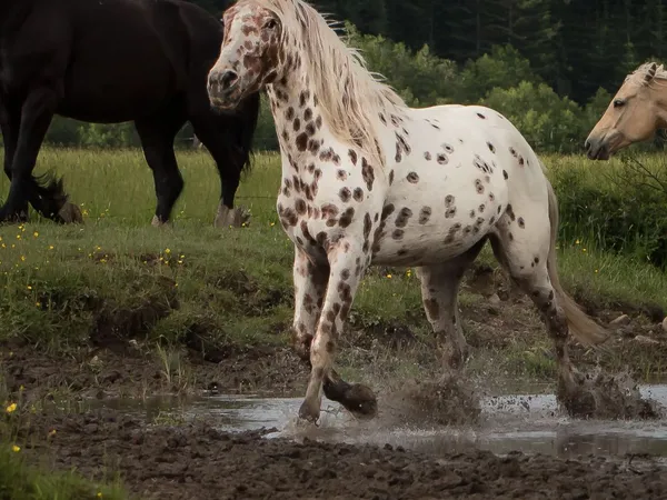Spotted Appaloosa Gelding trotting out of a creek splashing water