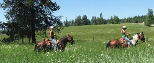 The Herd