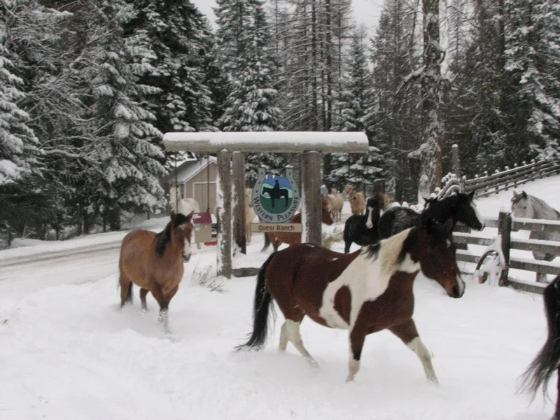 Horses for Sale at Western Pleasure Guest Ranch