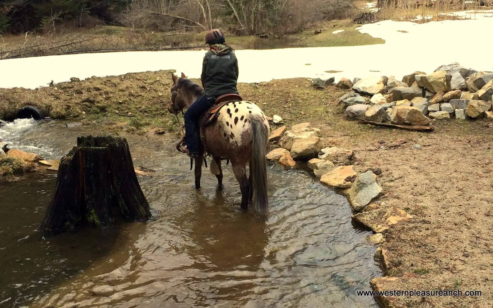 Early Spring Colt Training