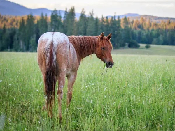 red roan Appaloosa gelding standing in a green field facing away and looking back