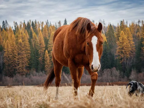 sorrel horse with a white blaze walking foreword with fall colors in the background
