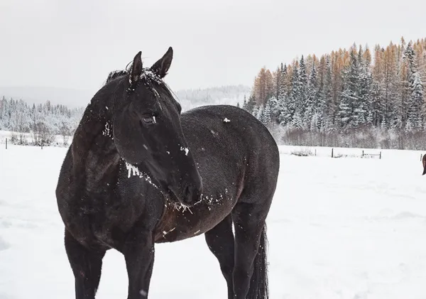 Albert large black Quarter Horse standing in a snowy meadow