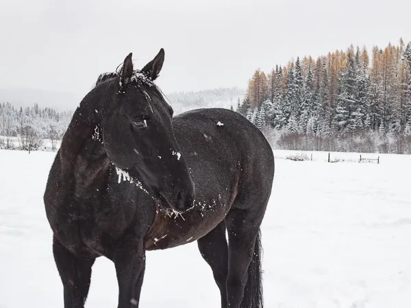 Albert large black Quarter Horse standing in a snowy meadow