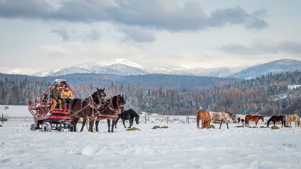 Jake and Julie, bay draft horses pulling a wagon in a snow covered field