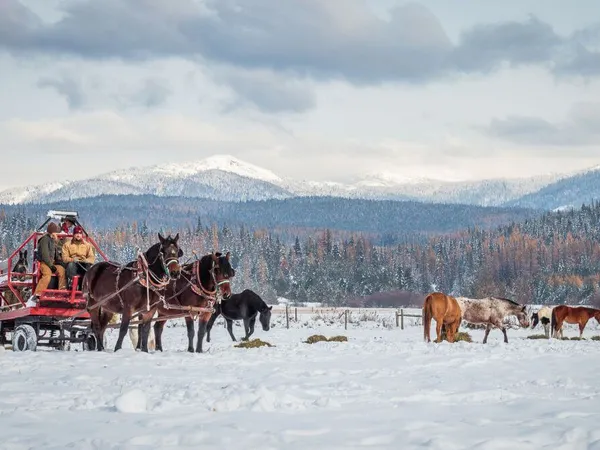 Jake and Julie, bay draft horses pulling a wagon in a snow covered field