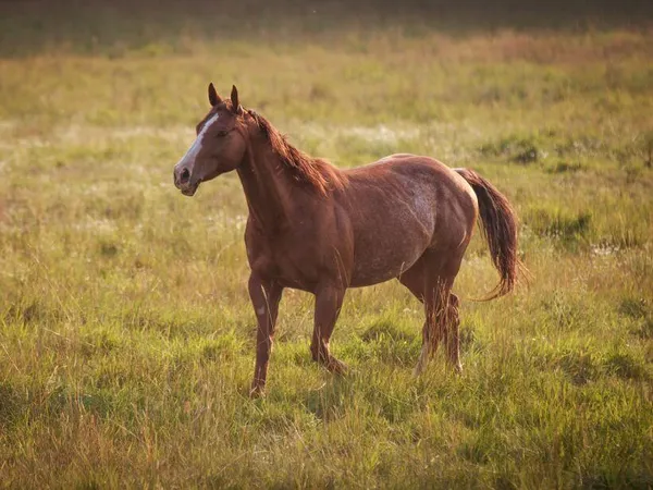 sorrel roan quarter horse trotting through a green field