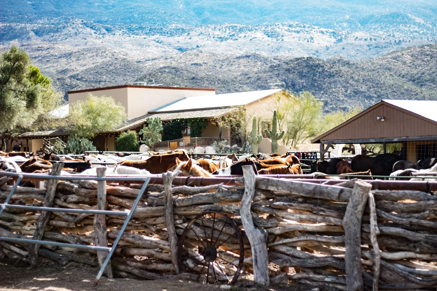 Arizona Dude Ranch
