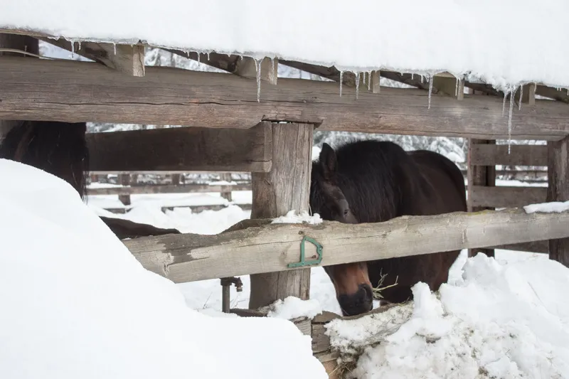 Western Pleasure Guest Ranch Winter Ranch Adventure