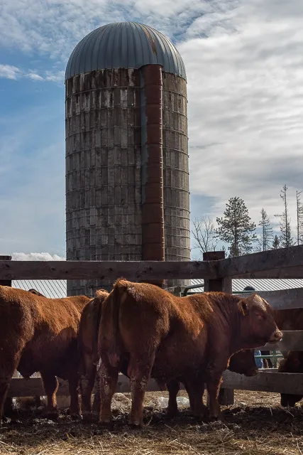 Red Angus Bulls