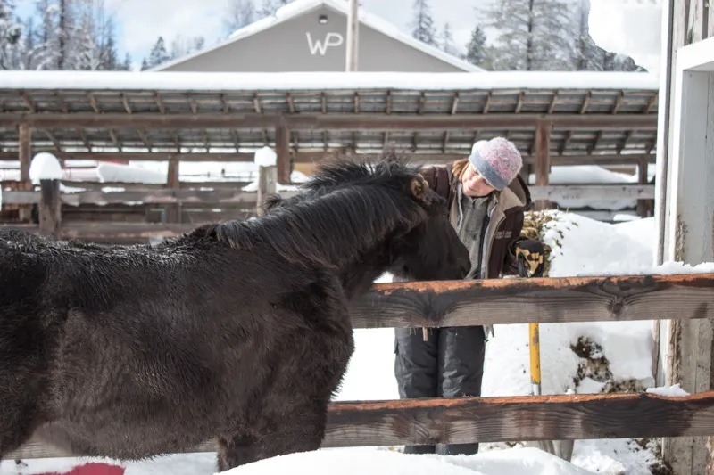 Western Pleasure Guest Ranch Baby Horses