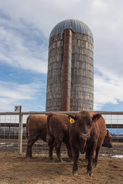 Red Angus Bulls