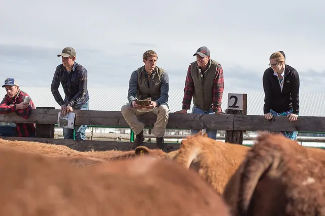 Buyers inspecting the bulls
